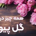 مقاله گل پیونی یا صدتومانی