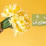 تصویر گل نرگس و ویژگی های آن